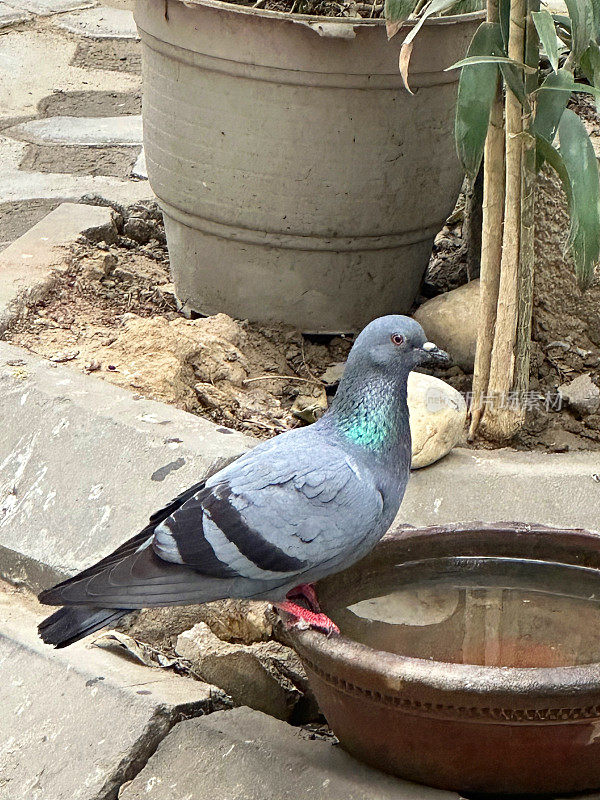 普通鸽子(Columba livia domestica)栖息在铺好的天井区域的水盆边喝水的图像，注意前景